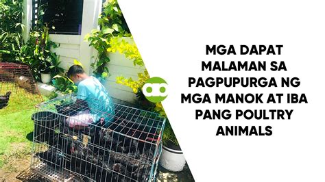 pagpupurga sa 3 month old na manok